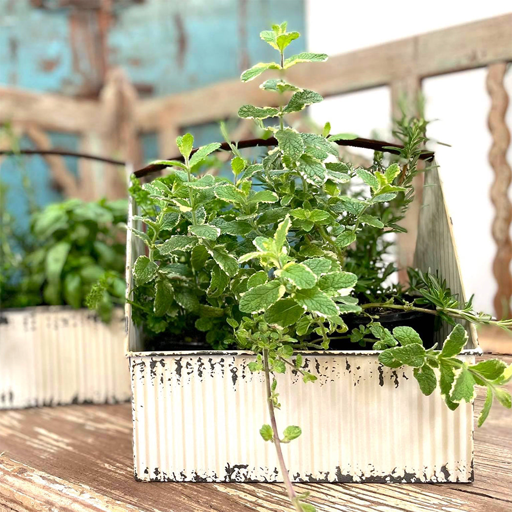 Winter White Trug