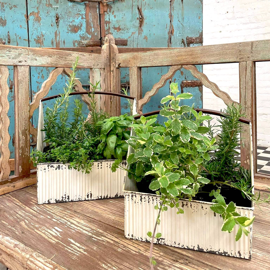 Winter White Trug